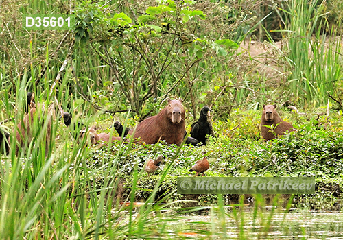 Capybara (Hydrochoerus hydrochaeris)